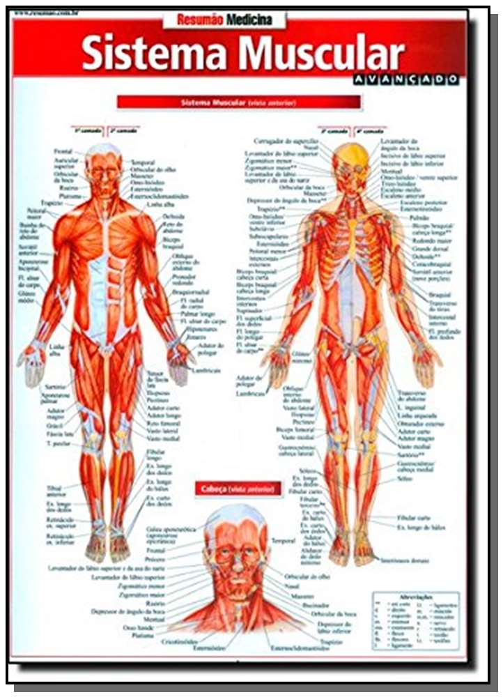 Sistema Muscular Avançado