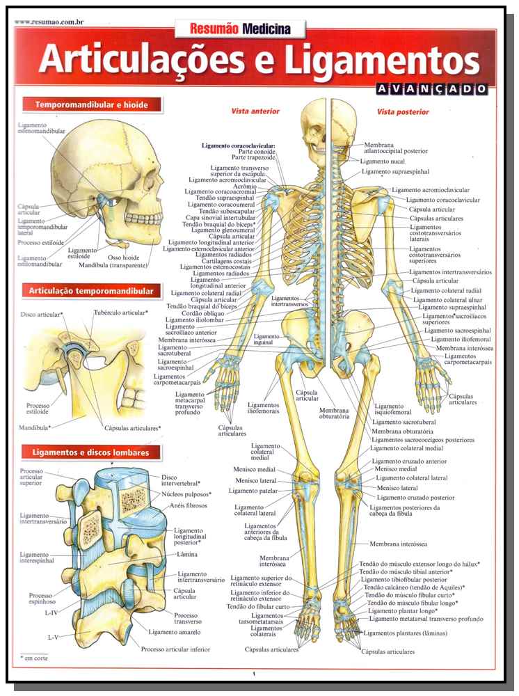 Resumão Medicina - Articulacoes e Ligamentos - Avançado
