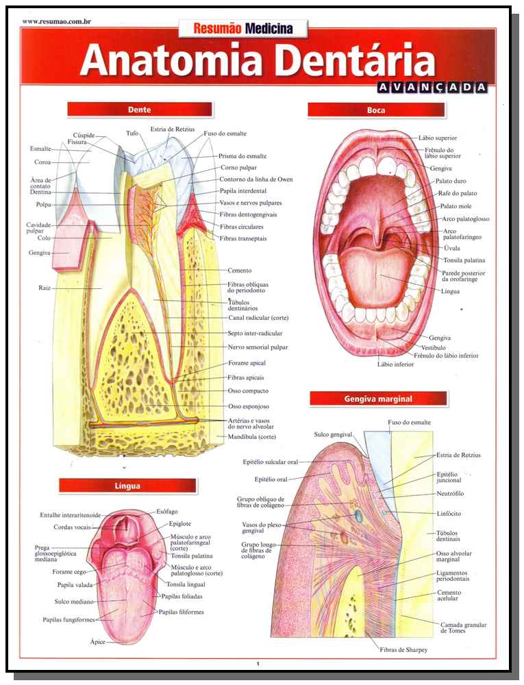 Resumao Medicina - Anatomia Dentária Avançada