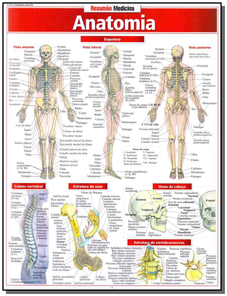 Resumao Medicina - Anatomia