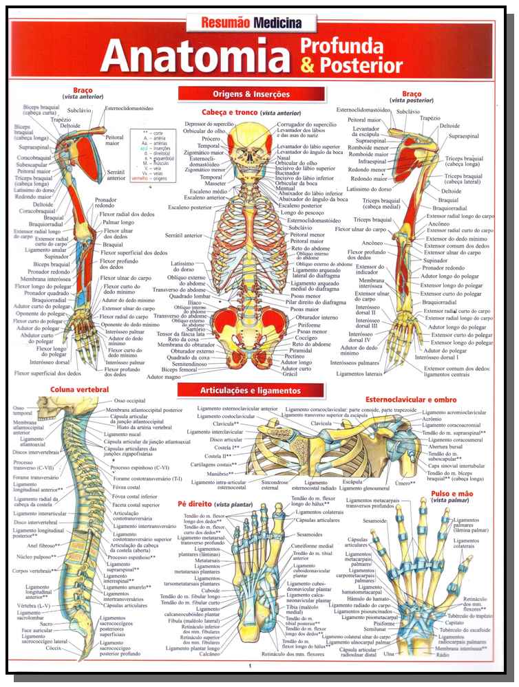Resumão Medicina - Anatomia Profunda e Posterior