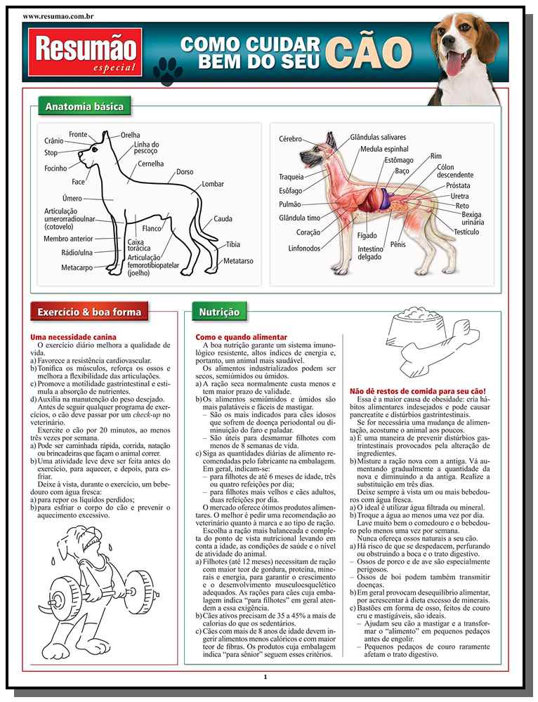Como Cuidar Bem do Seu Cão