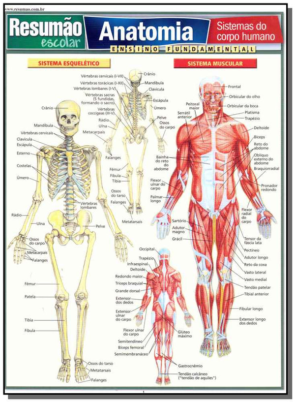 Capa do livro Resumao Escolar - Anatomia, de Vincent Perez