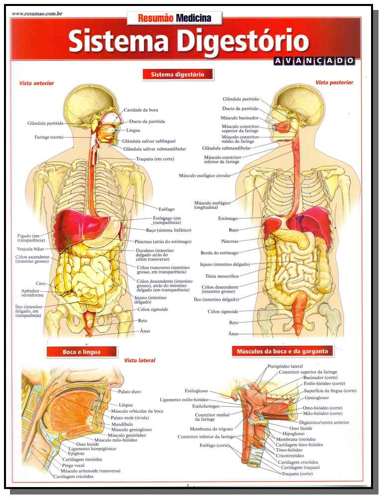 Resumao Medicina - Sistema Digestorio Avancado